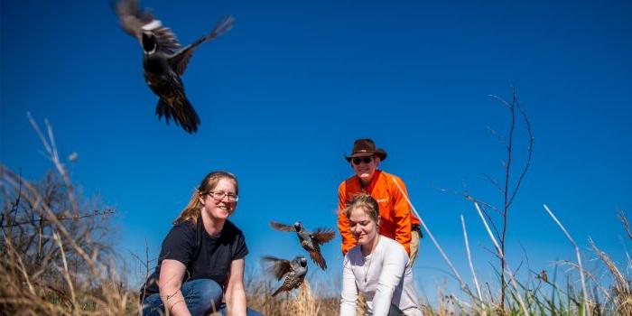 Three people are outdoors in a field with bright blue skies, releasing several quails into the air.